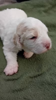 Les chiots de Lagotto Romagnolo