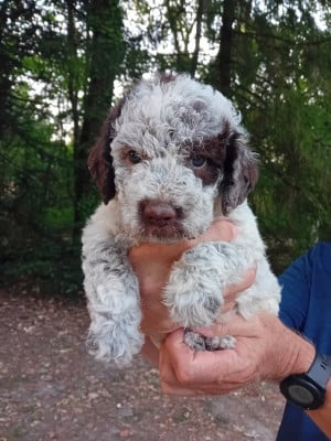 Chiot N°1 - Lagotto Romagnolo