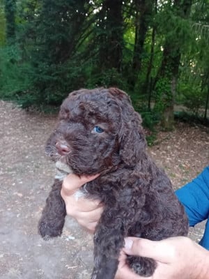 Chiot N°2 - Lagotto Romagnolo