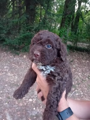 Chiot N°3 - Lagotto Romagnolo