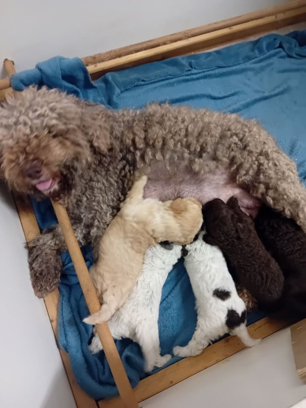Lagotto Romagnolo - de la Colline de Montboyer