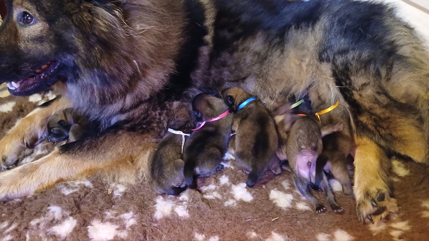 Eurasier - Du Domaine De Felis Harmonie