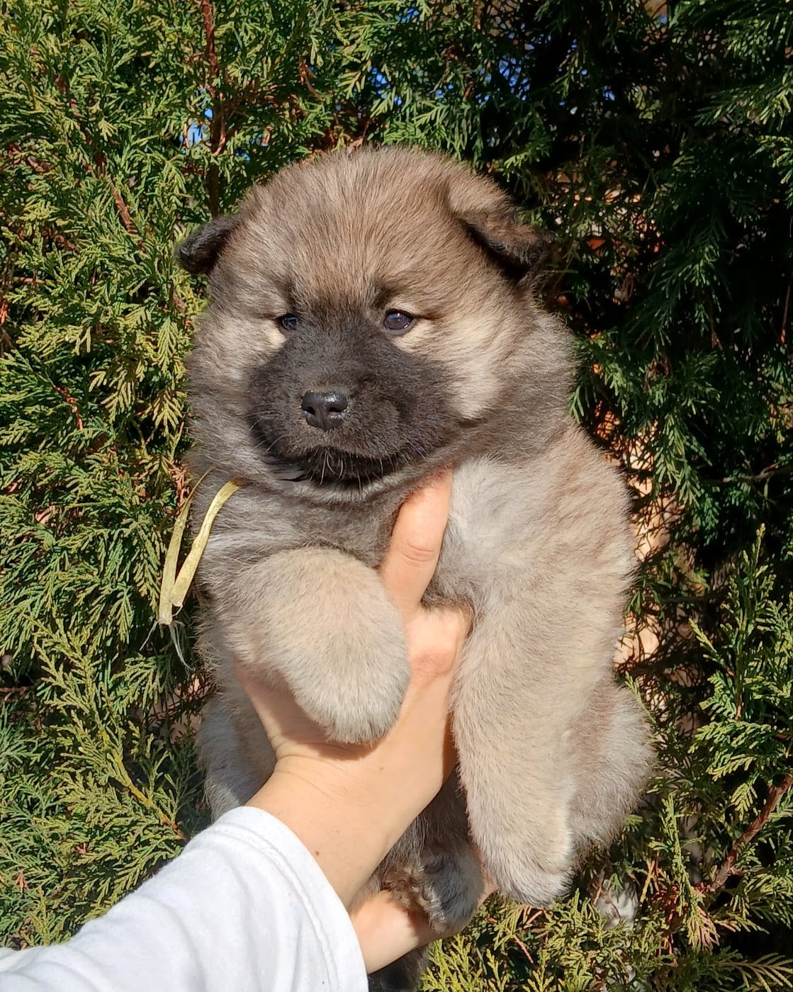 Miss Jaune - Annethe