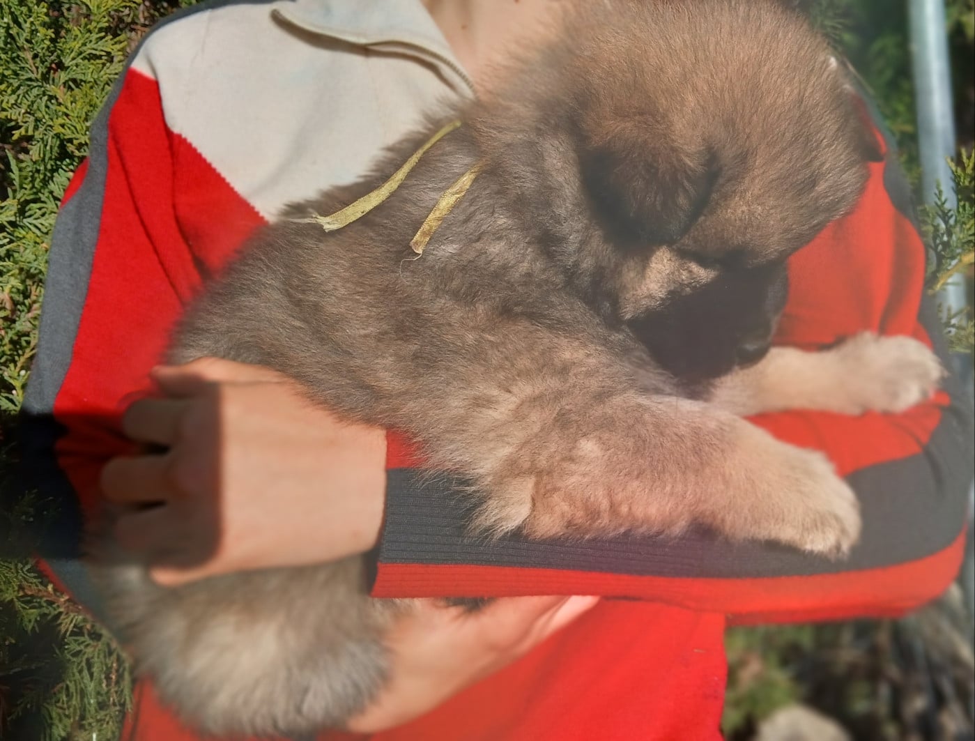 Miss Jaune - Annethe