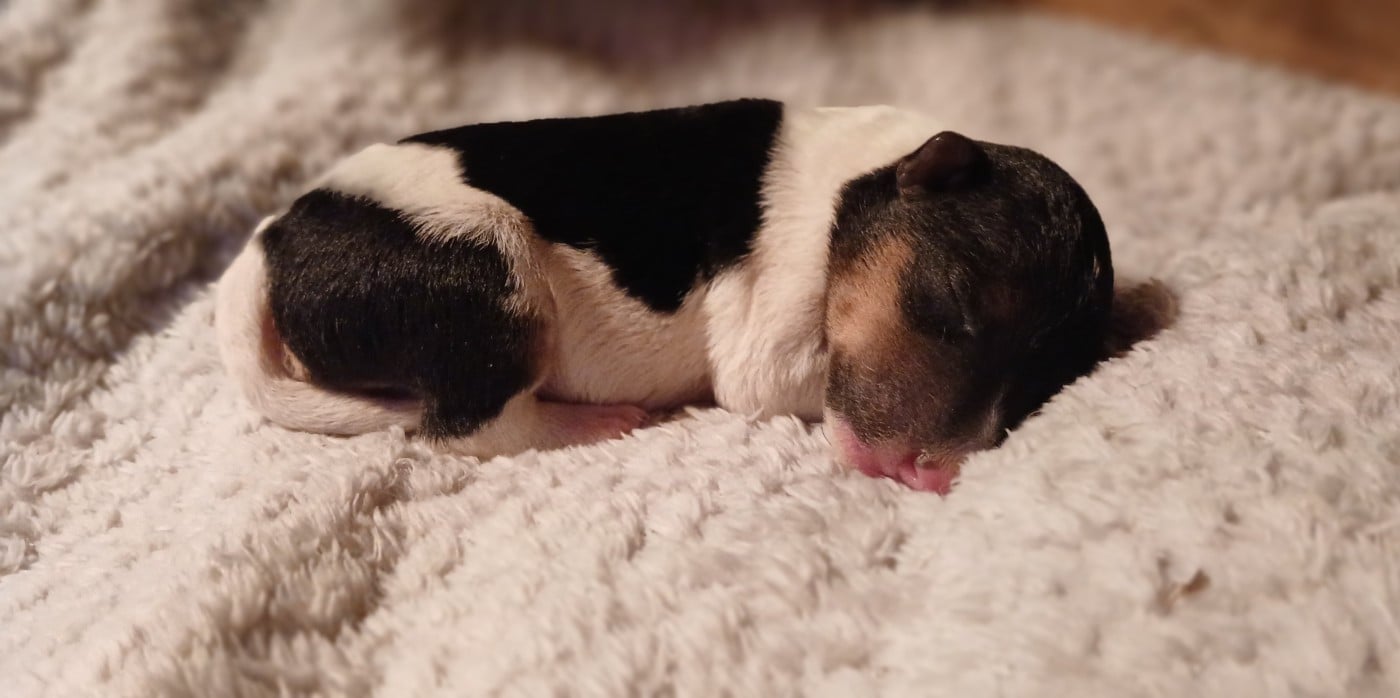 Branche - Fox Terrier Poil Dur