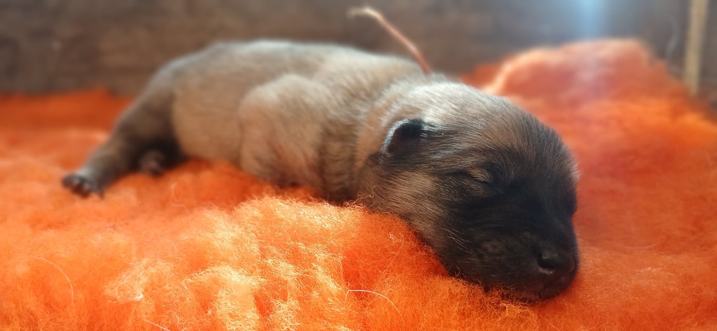 Bandit - Eurasier