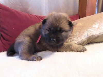 Les chiots de Eurasier