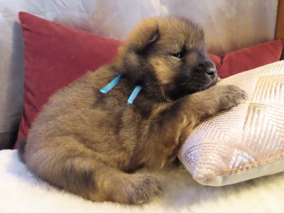 Les chiots de Eurasier