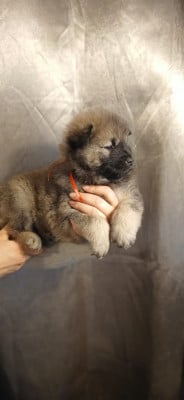 Les chiots de Eurasier