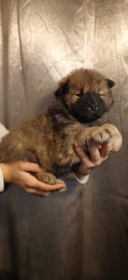 Les chiots de Eurasier