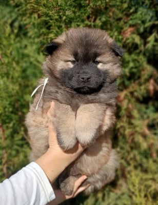 Les chiots de Eurasier