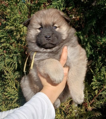Les chiots de Eurasier