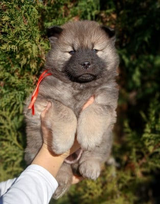 Les chiots de Eurasier