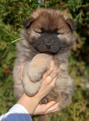 Les chiots de Eurasier