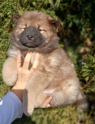 Les chiots de Eurasier