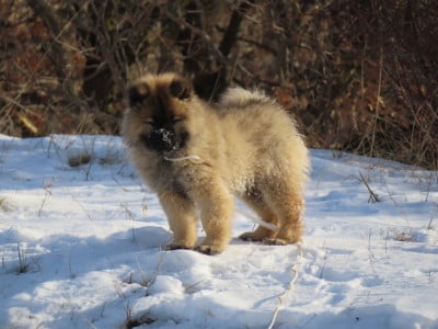 Les chiots de Eurasier