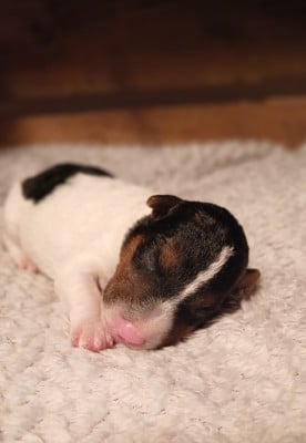 Les chiots de Fox Terrier Poil Dur
