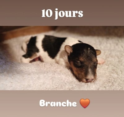Les chiots de Fox Terrier Poil Dur