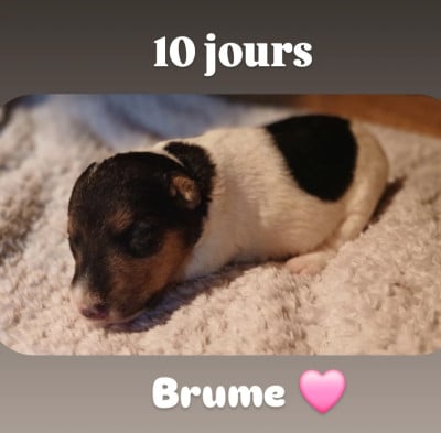 Les chiots de Fox Terrier Poil Dur