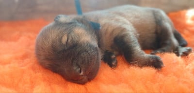 Eurasier