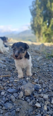 Les chiots de Fox Terrier Poil Dur