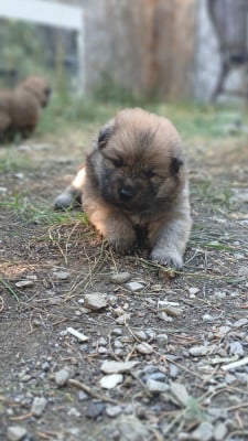 Les chiots de Eurasier