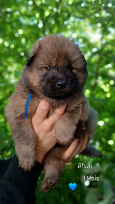 Les chiots de Eurasier