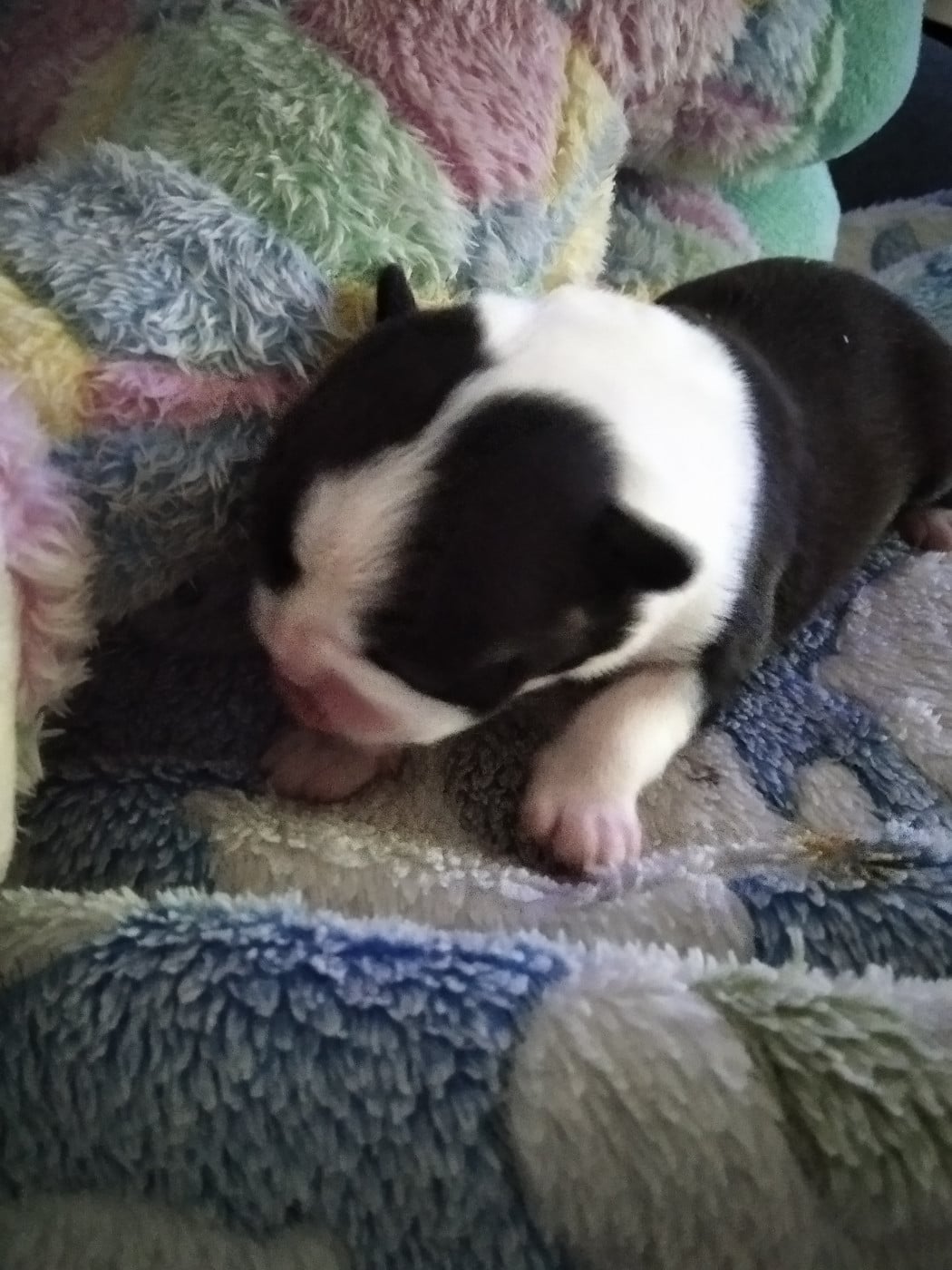 Boston Terrier - (Sans Affixe)
