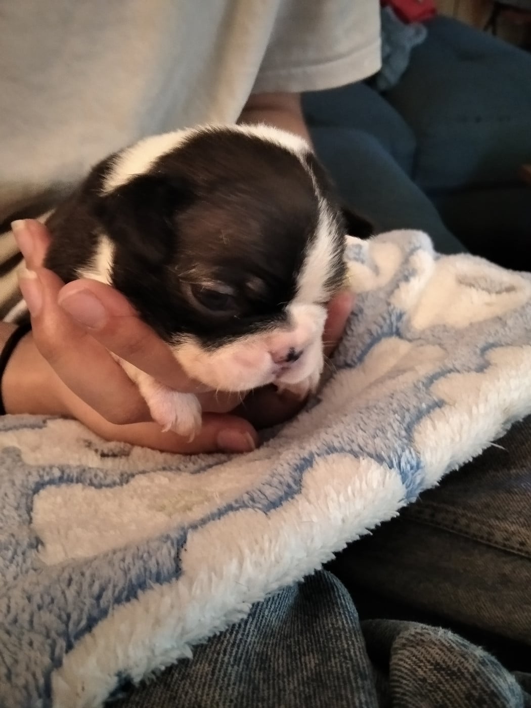 Boston Terrier - (Sans Affixe)