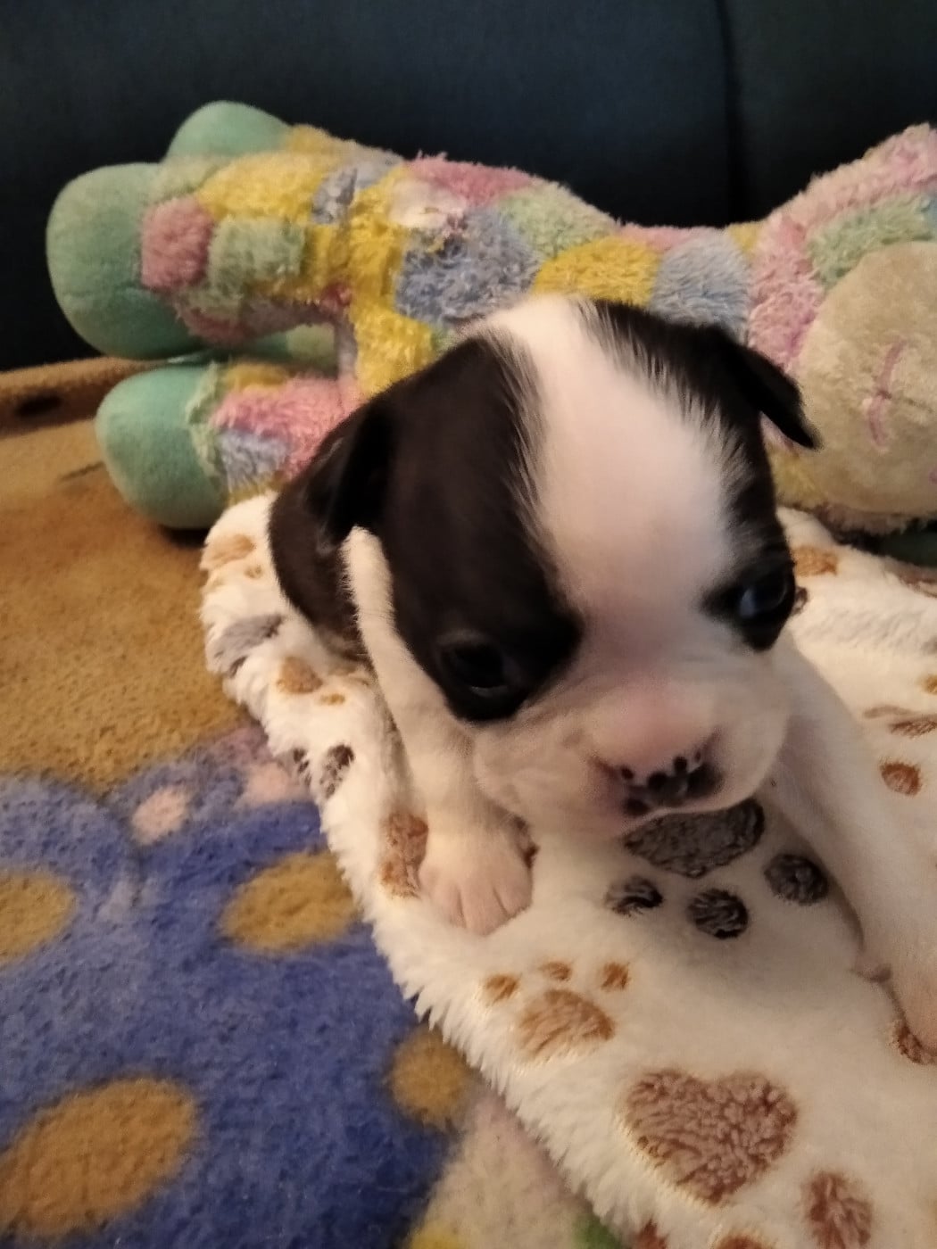 Boston Terrier - (Sans Affixe)