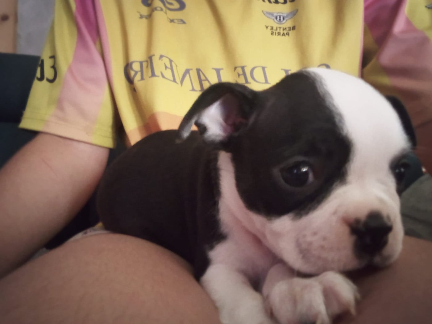 Boston Terrier - (Sans Affixe)