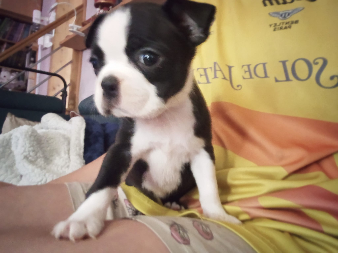 CHIOT 2