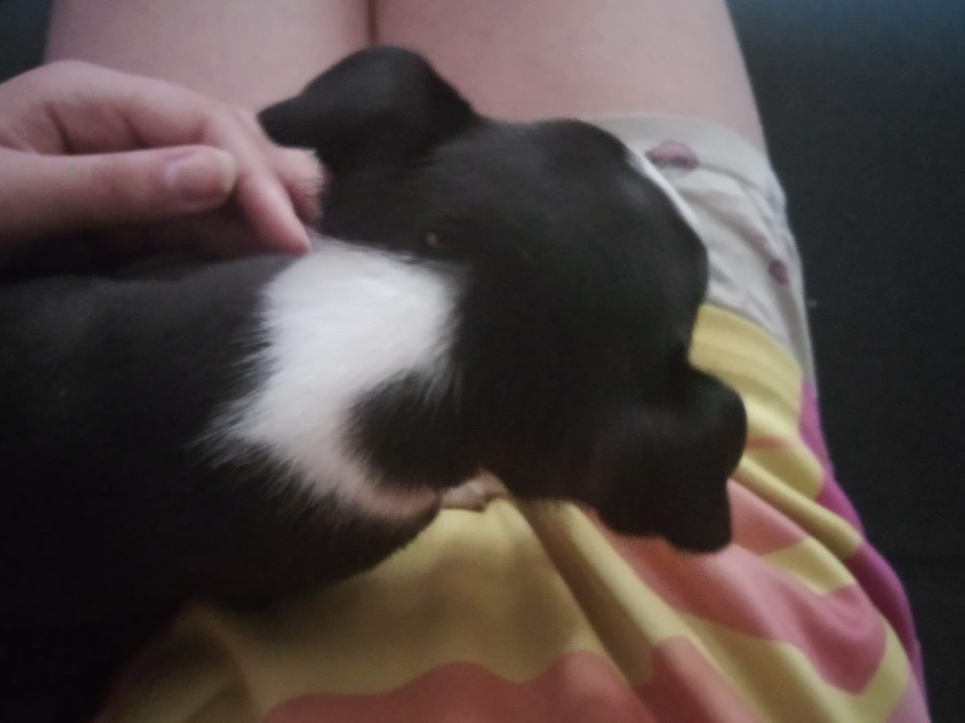CHIOT 2