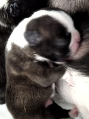 Les chiots de Boston Terrier