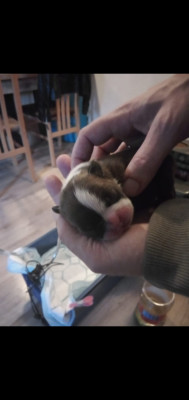 Les chiots de Boston Terrier