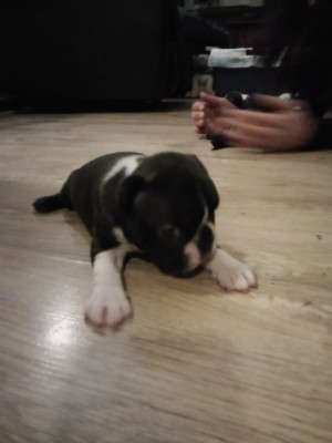 Les chiots de Boston Terrier