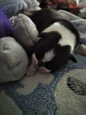 Les chiots de Boston Terrier