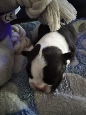 Les chiots de Boston Terrier