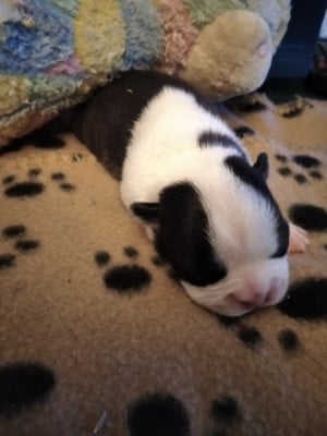 Les chiots de Boston Terrier