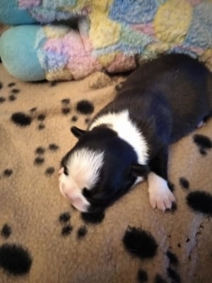 Les chiots de Boston Terrier
