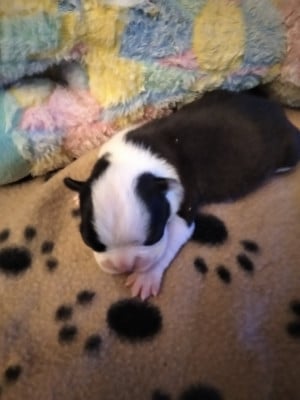 Les chiots de Boston Terrier