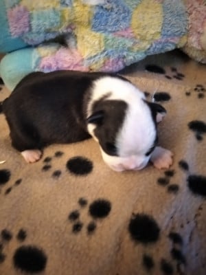 Les chiots de Boston Terrier