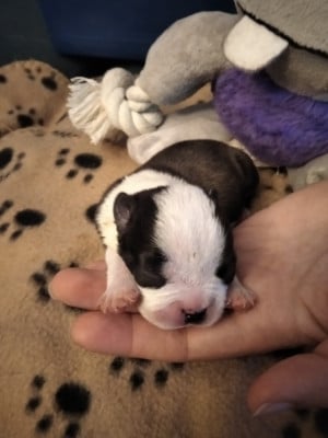 Les chiots de Boston Terrier