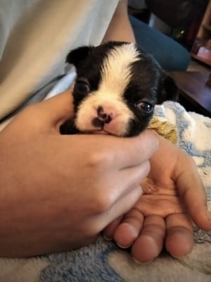 Les chiots de Boston Terrier