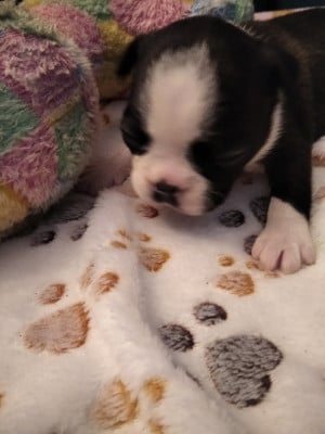 Les chiots de Boston Terrier