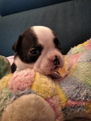 Les chiots de Boston Terrier