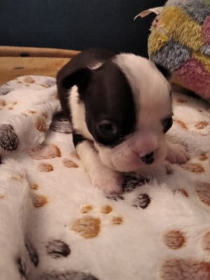 Les chiots de Boston Terrier