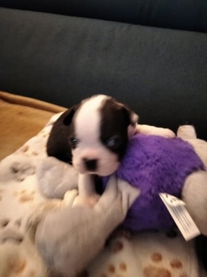 Les chiots de Boston Terrier