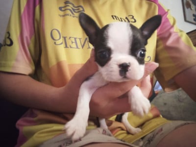 Les chiots de Boston Terrier