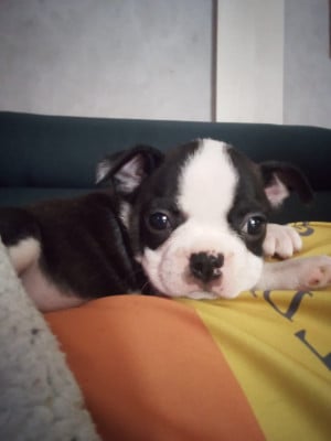 Les chiots de Boston Terrier